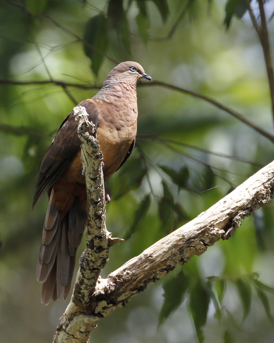 Brown Cuckoo-Dove - ML196611591