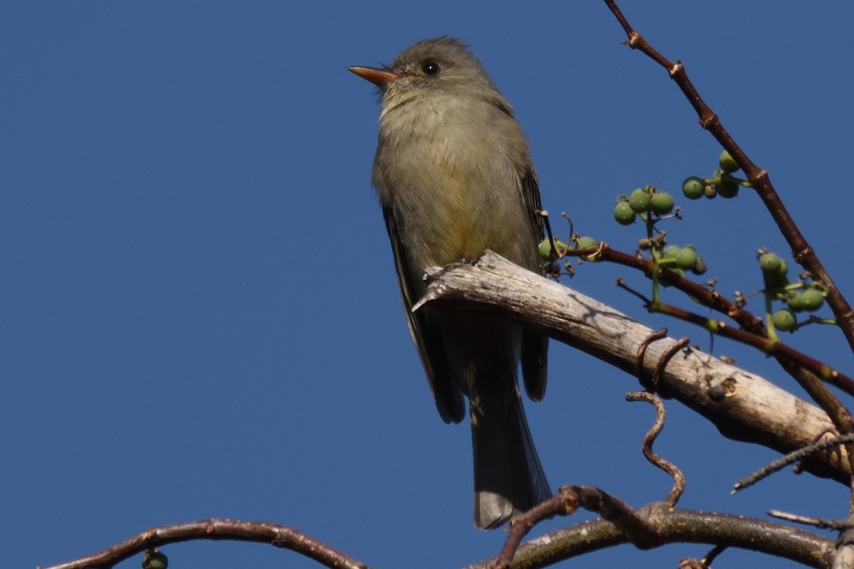 Greater Pewee - ML196611671