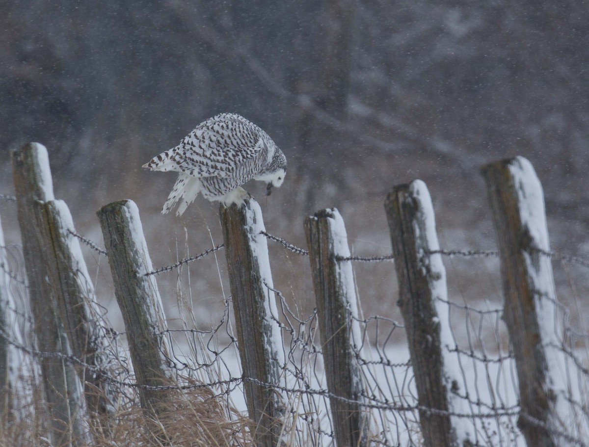 Snowy Owl - ML196616711