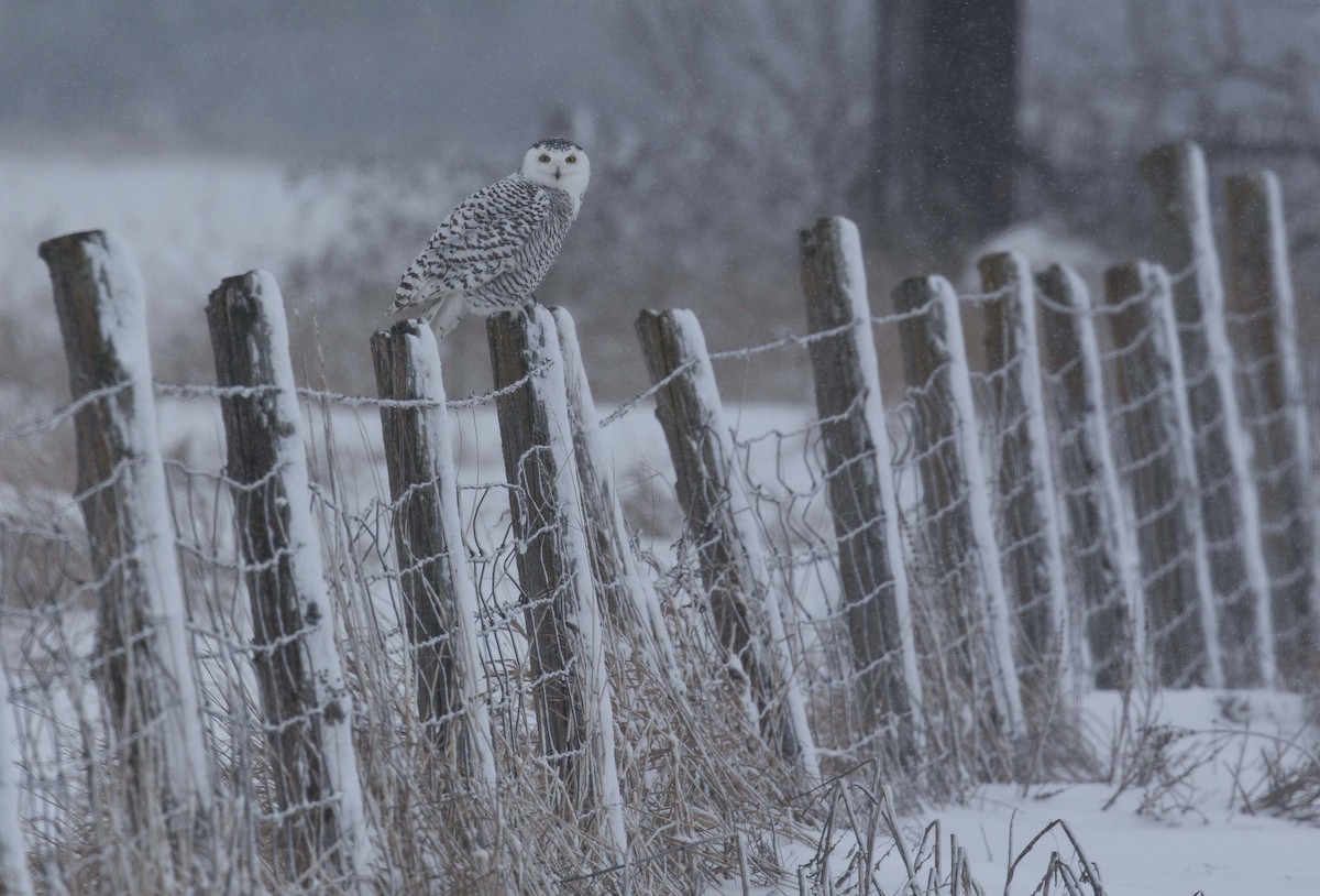 Snowy Owl - ML196616721