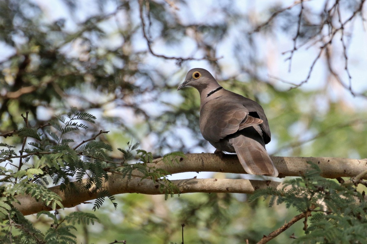 Burmese Collared-Dove - ML196625121