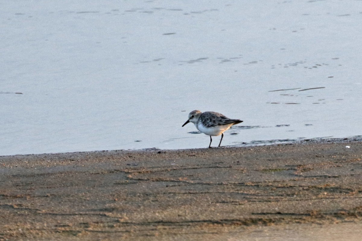 Red-necked Stint - Charley Hesse TROPICAL BIRDING