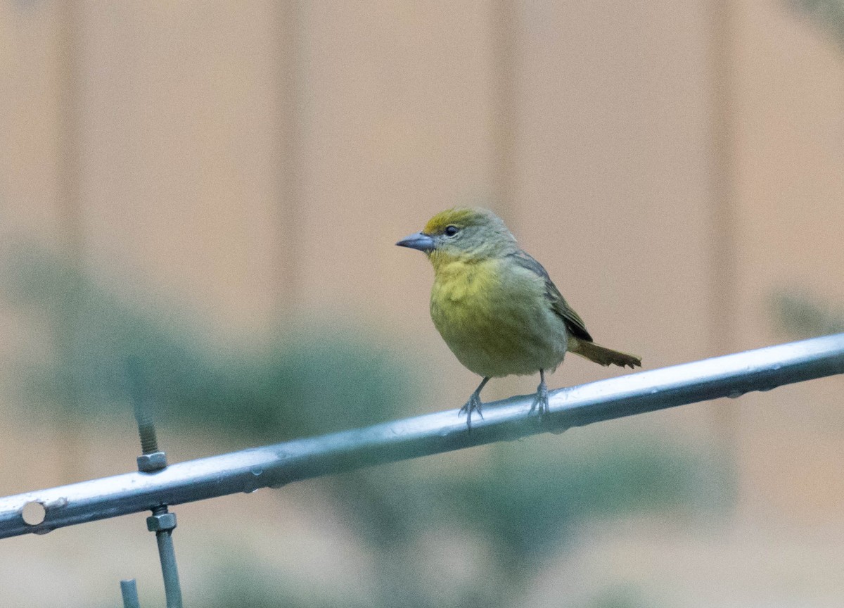 Hepatic Tanager - ML196627851