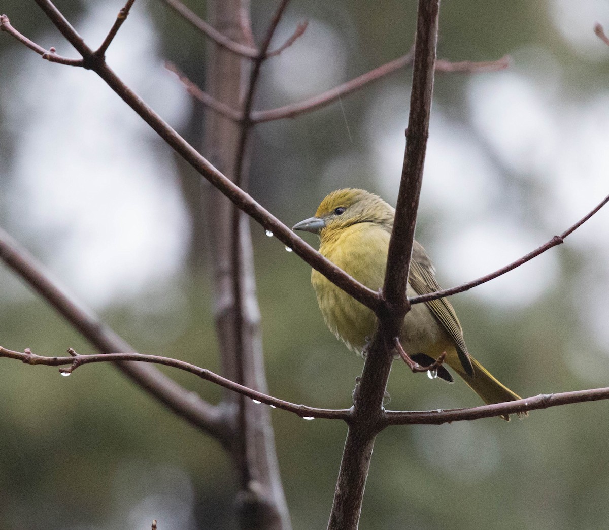 Hepatic Tanager - ML196627881