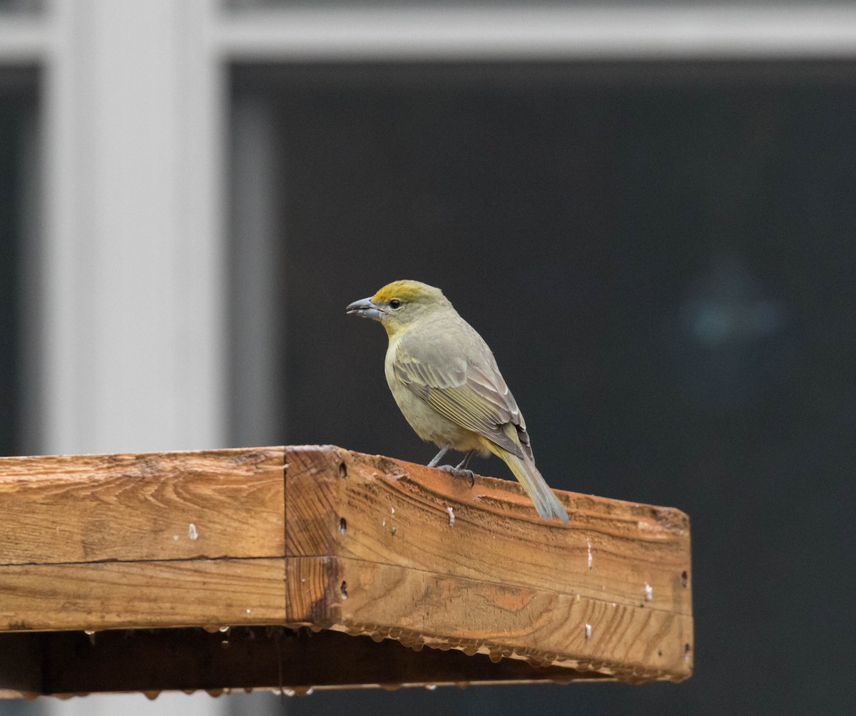 Hepatic Tanager - ML196627891