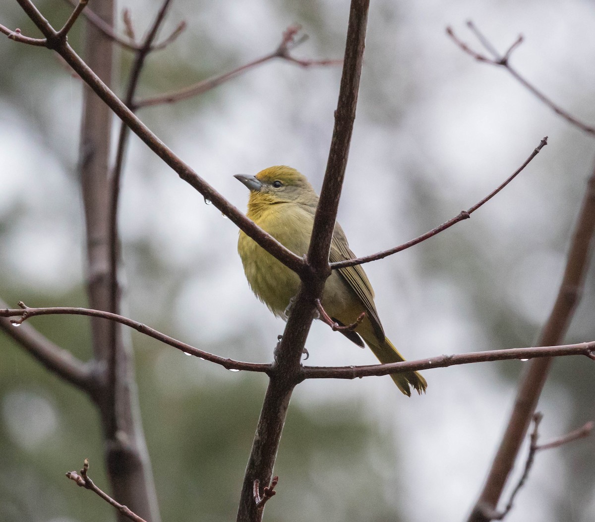 Hepatic Tanager - ML196627901