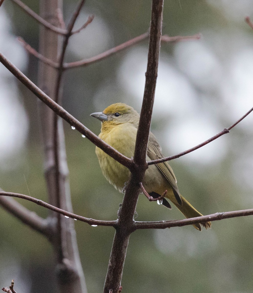 Hepatic Tanager - ML196627911