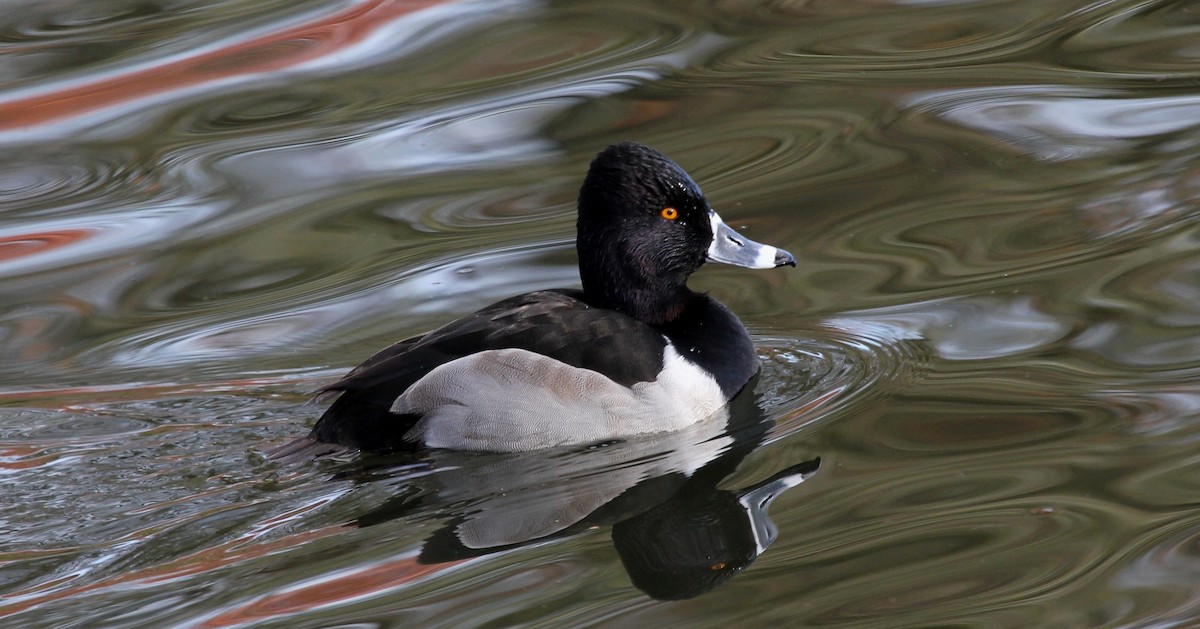 Ring-necked Duck - ML196630091