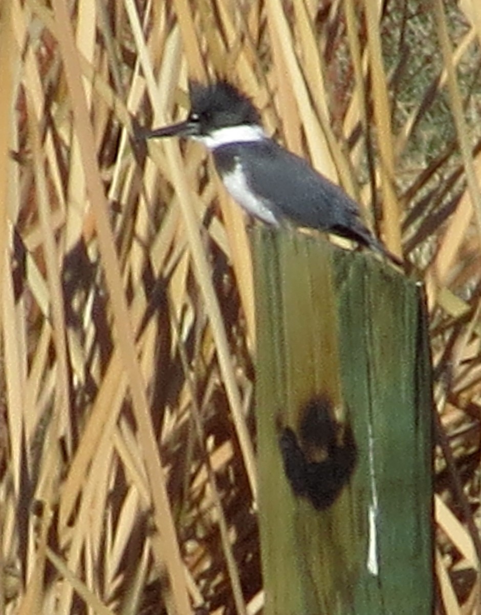 Belted Kingfisher - ML196630361