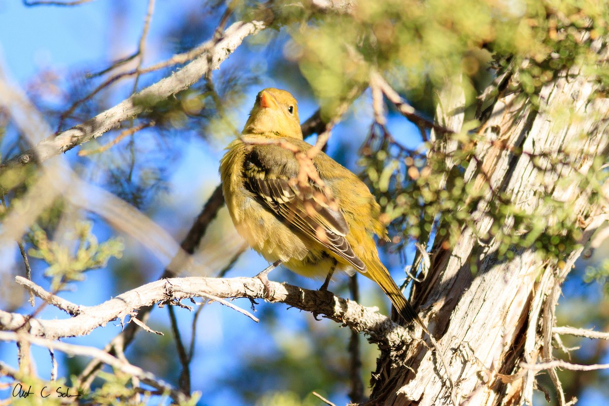 Western Tanager - ML196630931