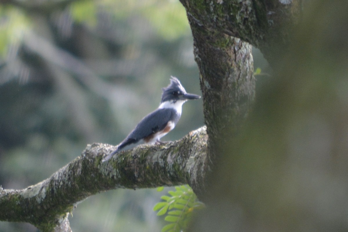 Belted Kingfisher - Alex Wang