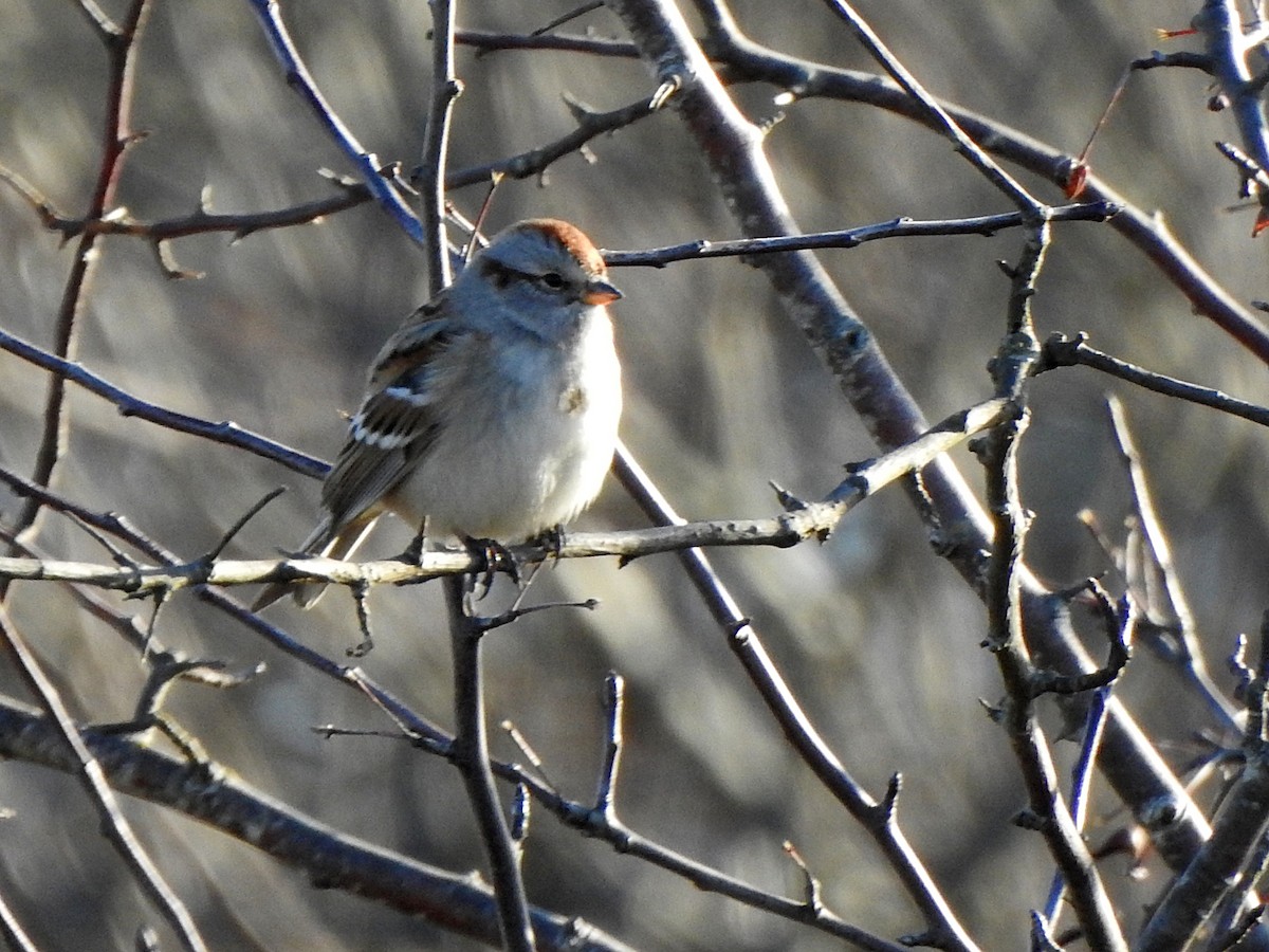 American Tree Sparrow - ML196637151