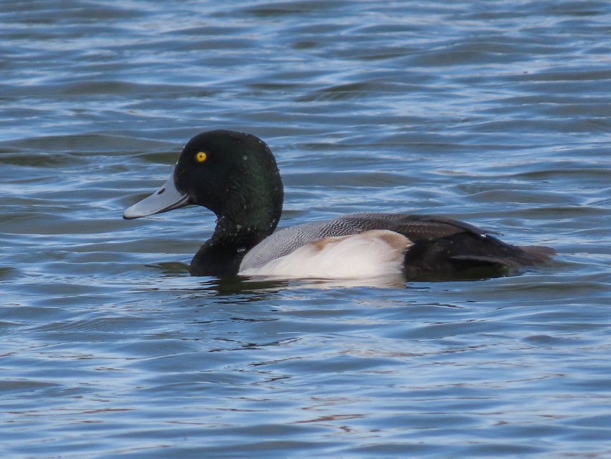 Greater Scaup - ML196637571