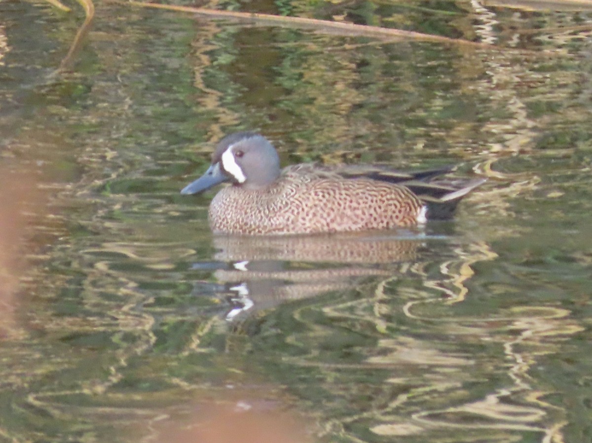 Blue-winged Teal - ML196637971