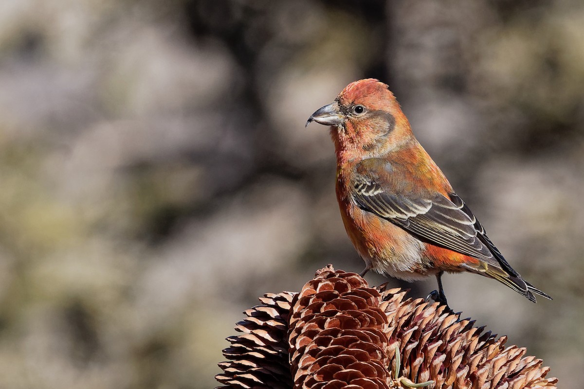 Red Crossbill - Vincent Wang
