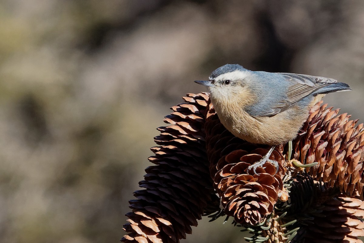 Snowy-browed Nuthatch - Vincent Wang