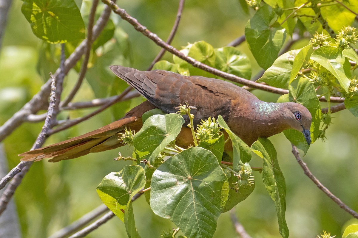 Brown Cuckoo-Dove - Andreas Heikaus