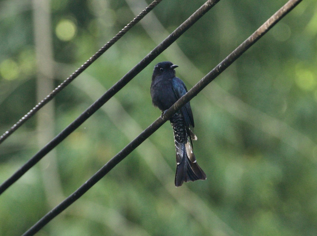 Square-tailed Drongo-Cuckoo - ML196644471