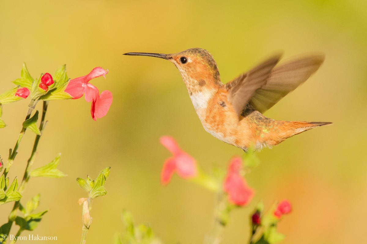 Allen's Hummingbird - Byron Hakanson
