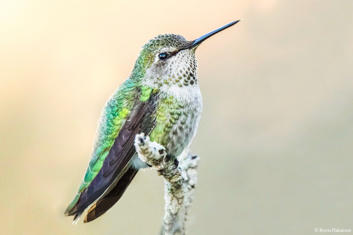 Anna's Hummingbird - Byron Hakanson