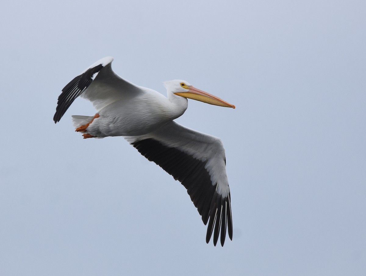 American White Pelican - Christopher Lindsey