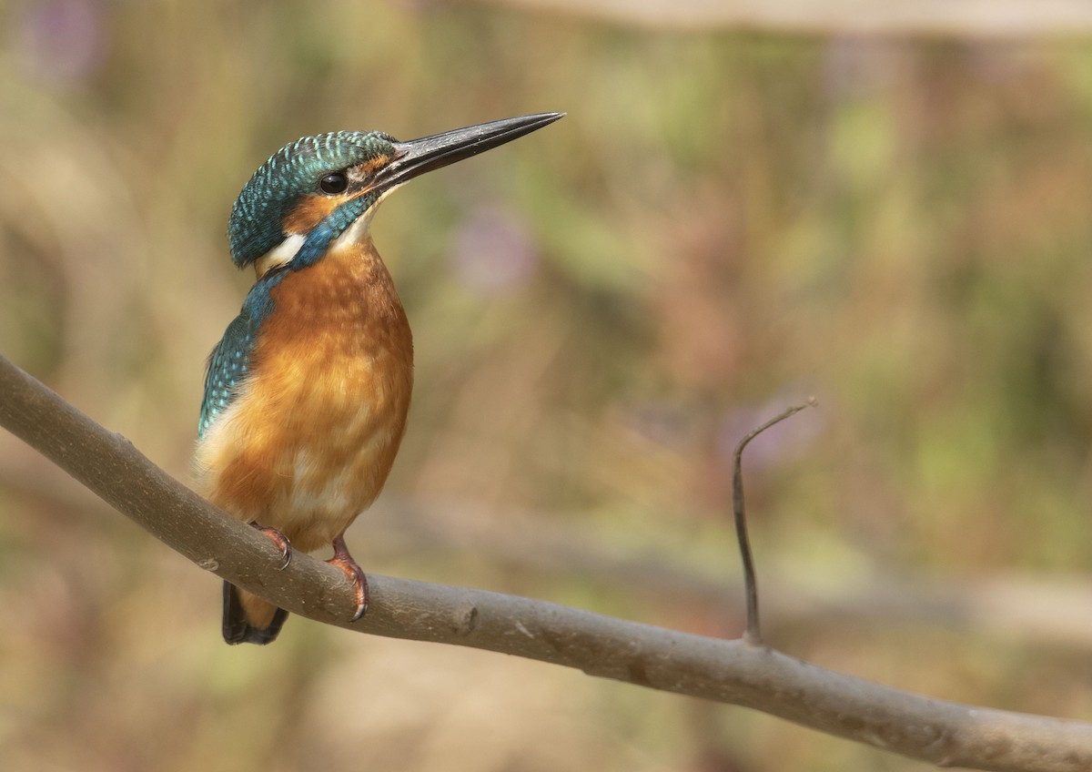 Common Kingfisher - Rohan Joglekar