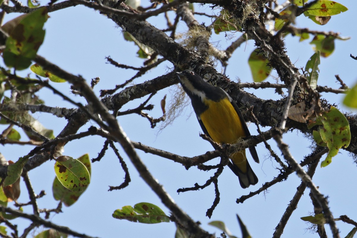 Yellow-bellied Flowerpecker - Charley Hesse TROPICAL BIRDING