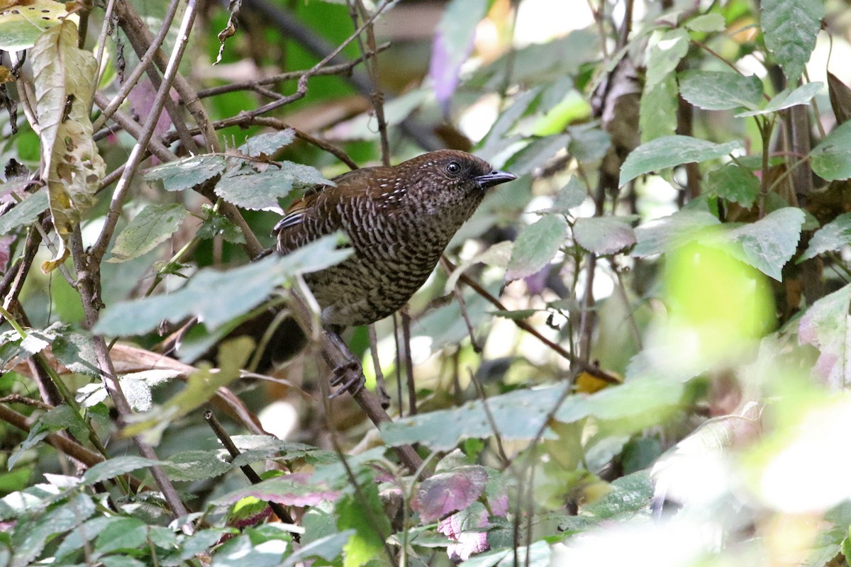 Brown-capped Laughingthrush - ML196654911