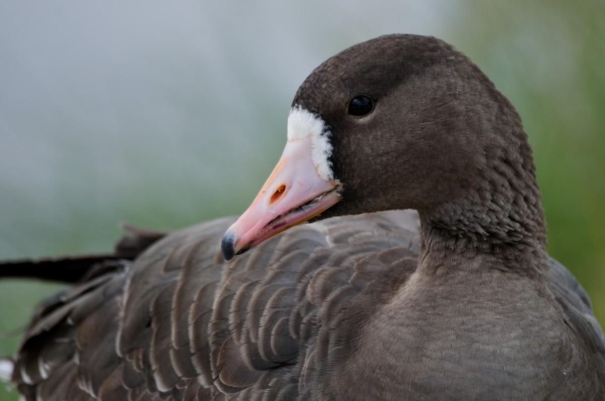 Greater White-fronted Goose - ML196655521
