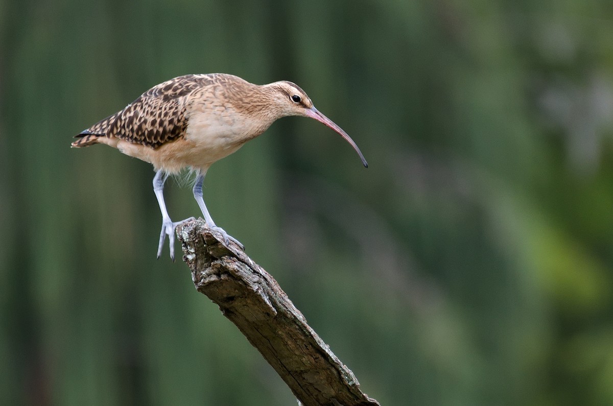 Bristle-thighed Curlew - Zeke Smith