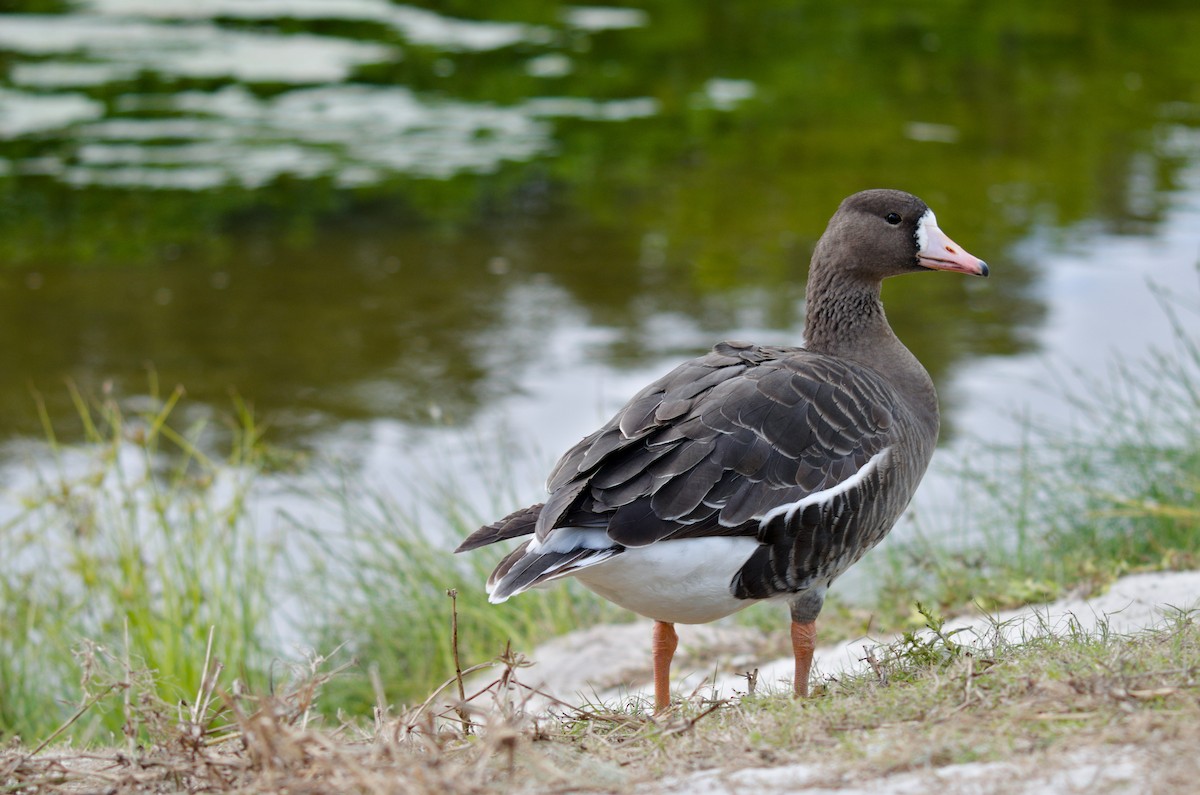 Greater White-fronted Goose - ML196655691