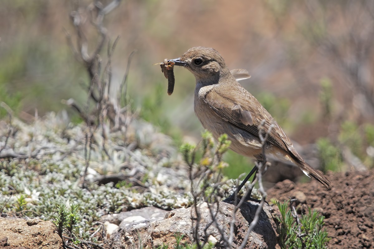 Sickle-winged Chat - ML196655871