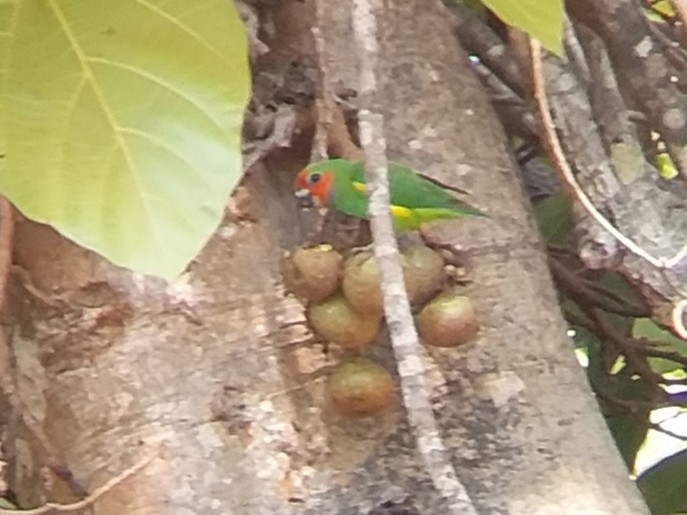 Double-eyed Fig-Parrot - ML196656011