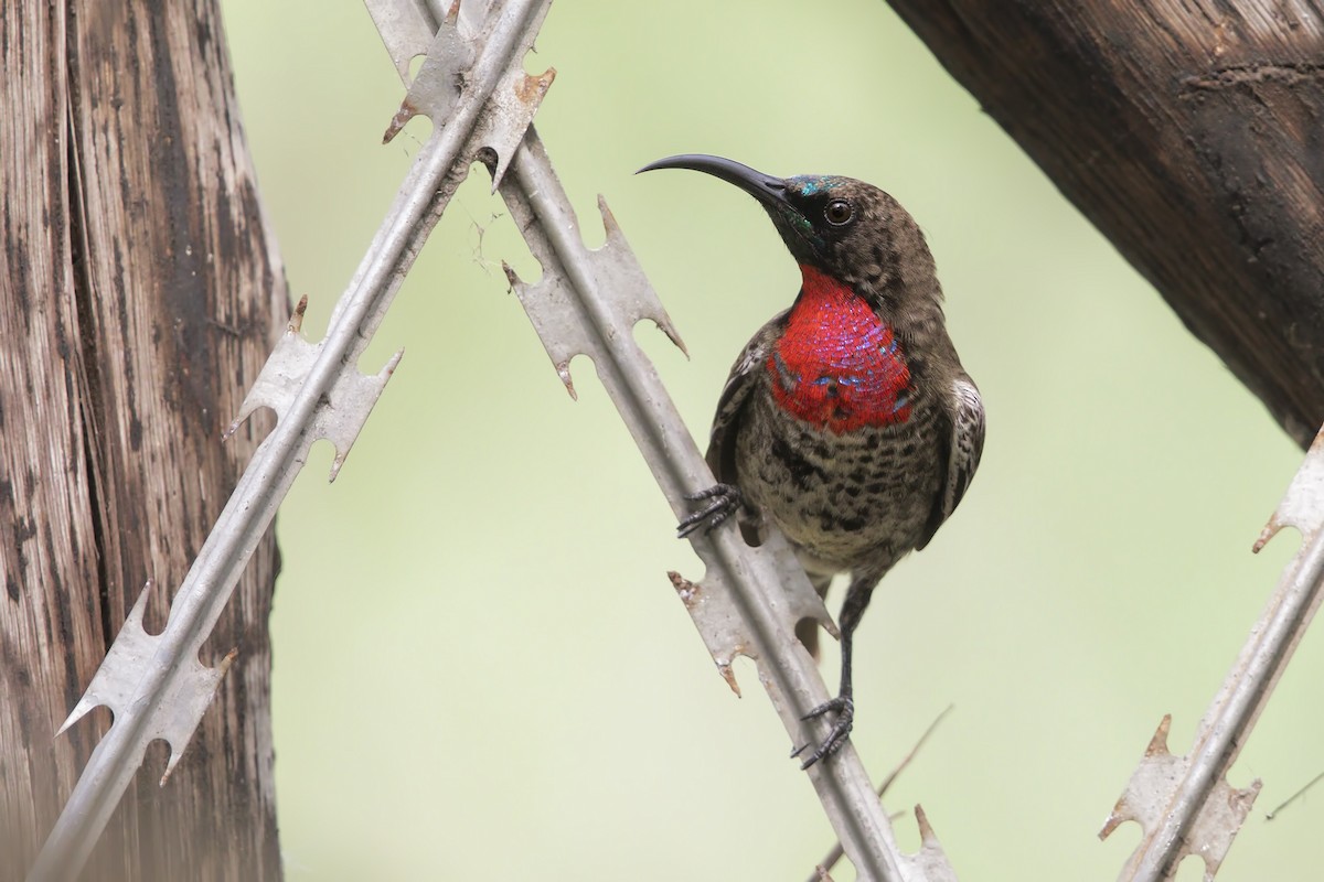 Scarlet-chested Sunbird - Marco Valentini