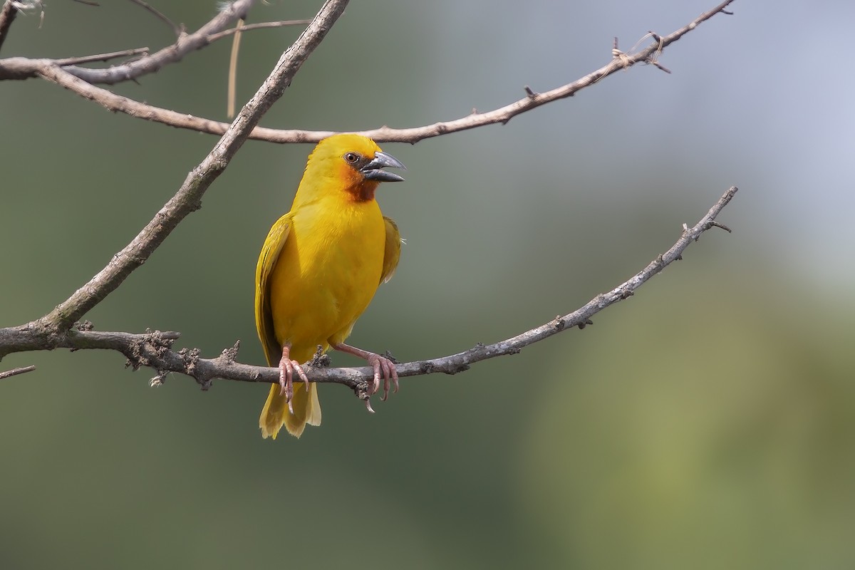Southern Brown-throated Weaver - ML196657281