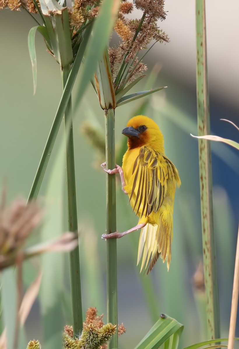 Southern Brown-throated Weaver - ML196657291
