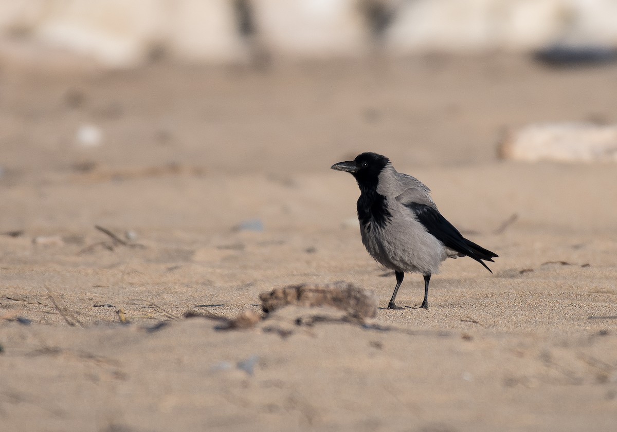 Hooded Crow - Matteo Grilli