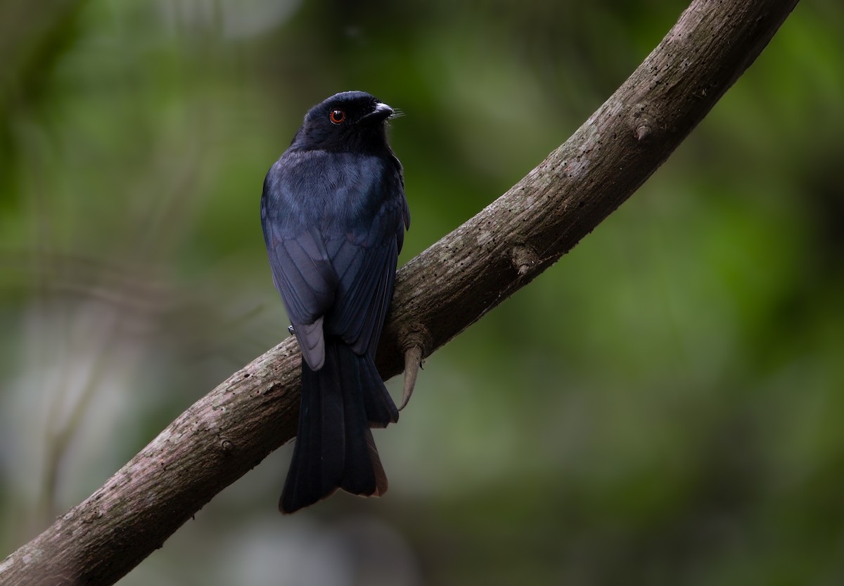 Square-tailed Drongo - ML196659521