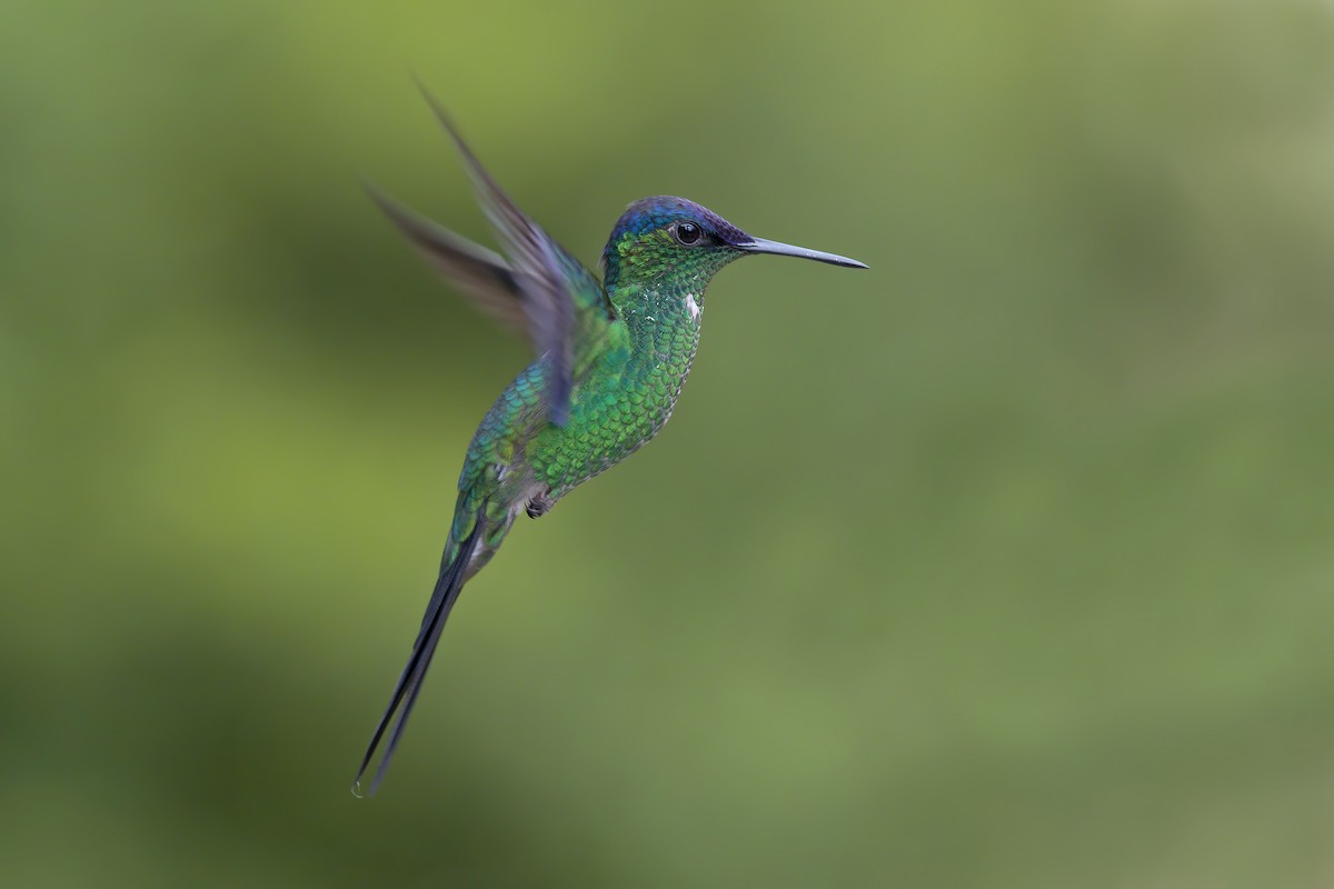 Violet-capped Woodnymph - Marco Valentini