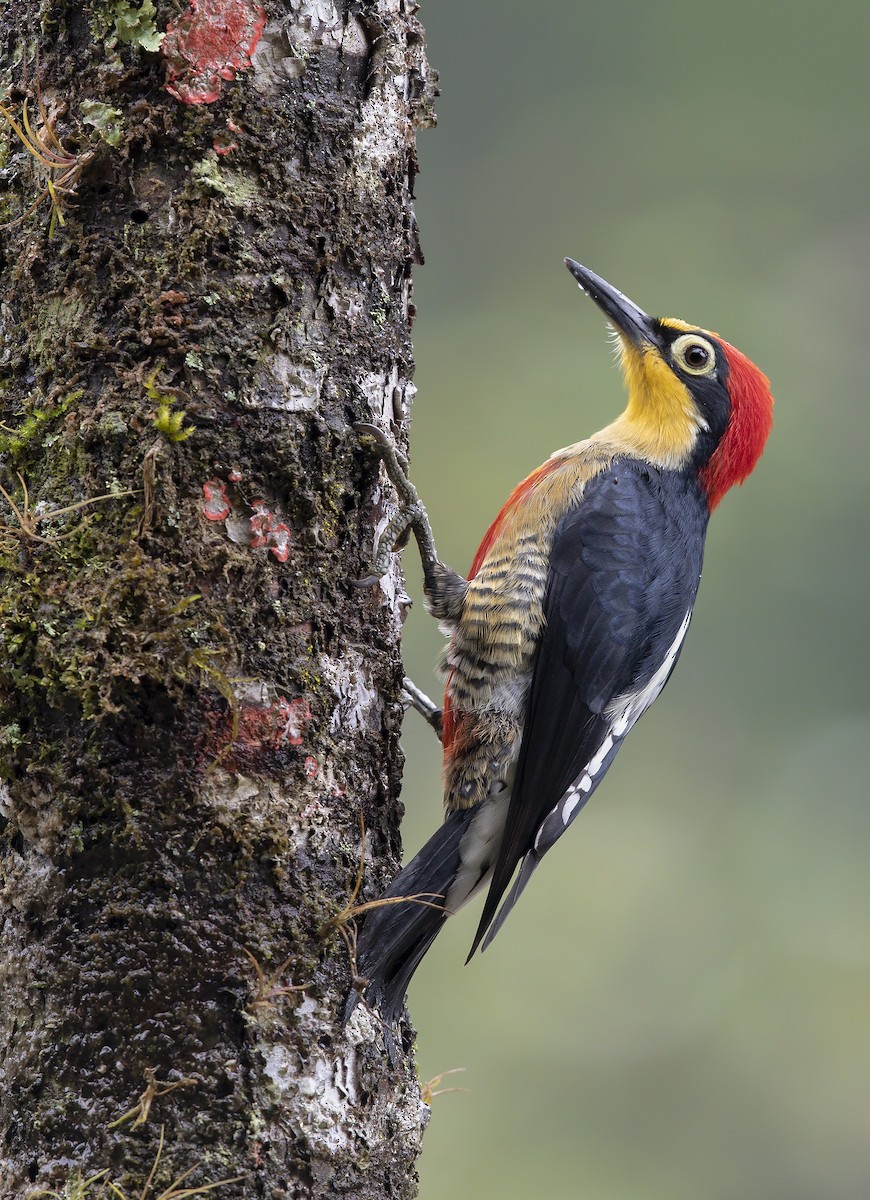 Yellow-fronted Woodpecker - ML196661671
