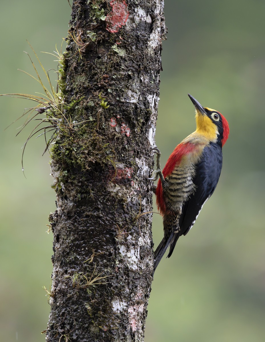 Yellow-fronted Woodpecker - ML196661831