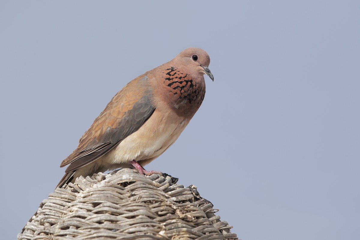 Laughing Dove - ML196664061
