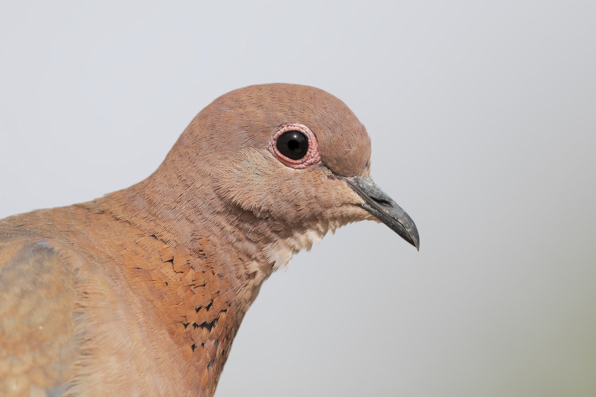 Laughing Dove - ML196664081