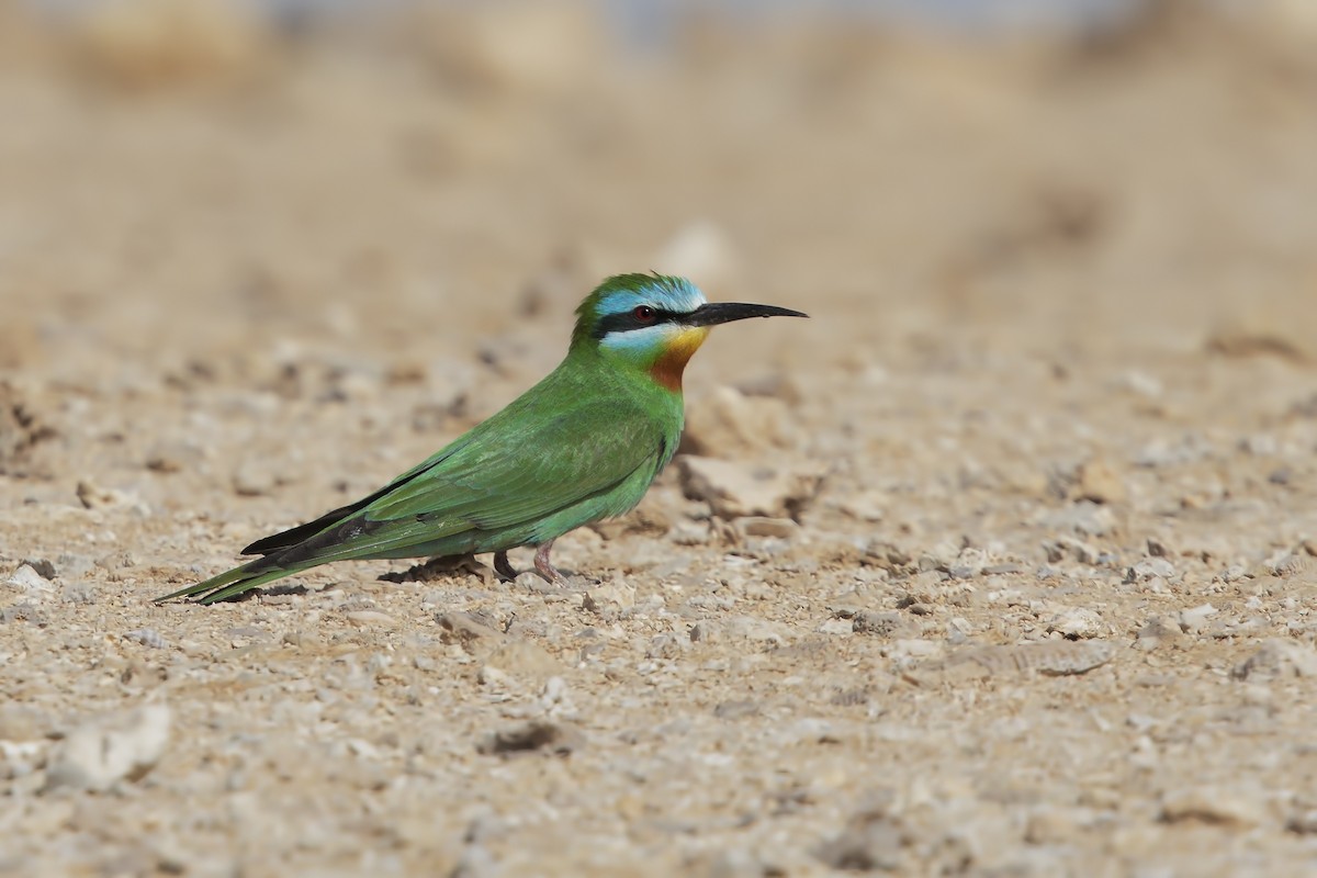 Blue-cheeked Bee-eater - ML196664541