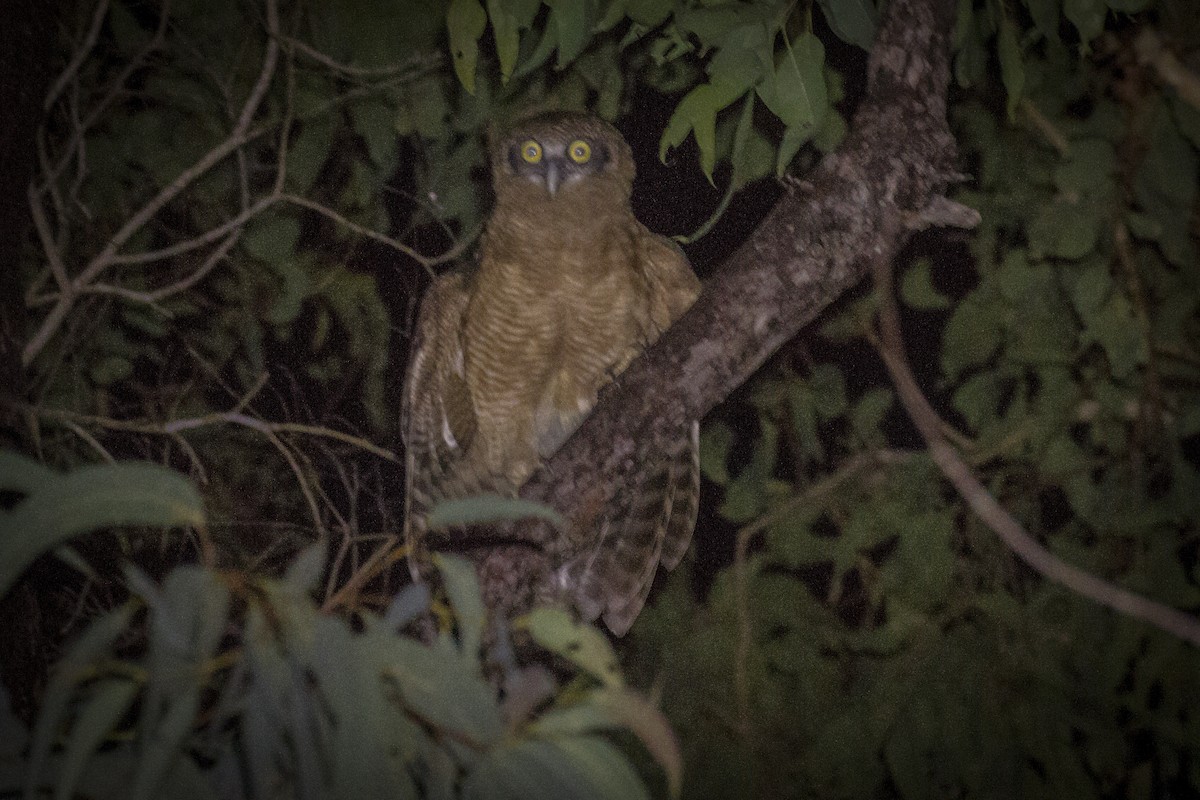Rufous Owl - ML196665871