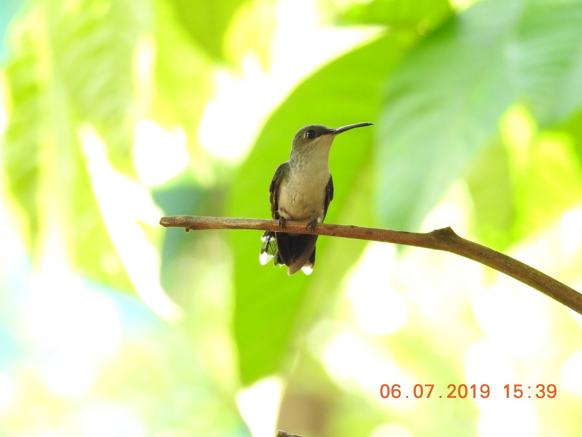 Gray-breasted Sabrewing - Josué Peña - Jota Travels - Birding Tour