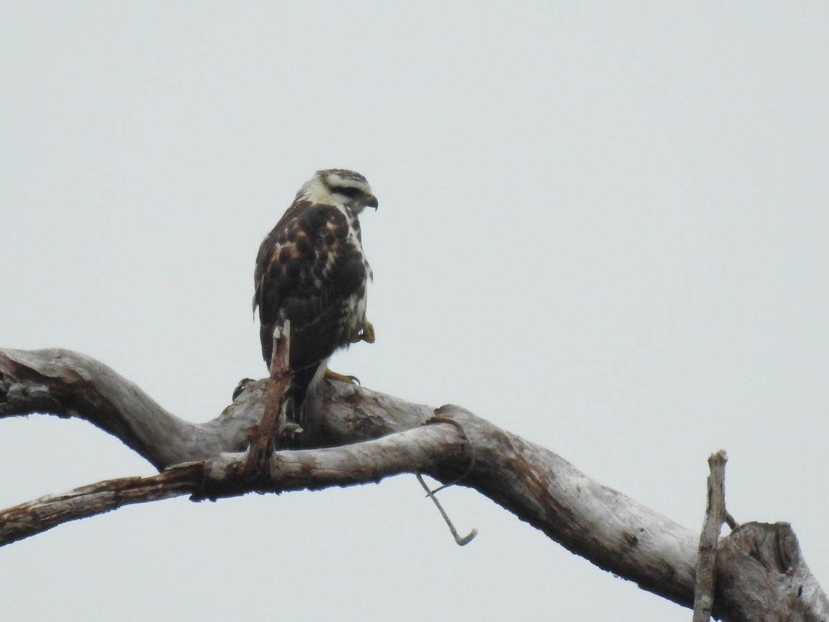 Gray-lined Hawk - Josué Peña - Jota Travels - Birding Tour