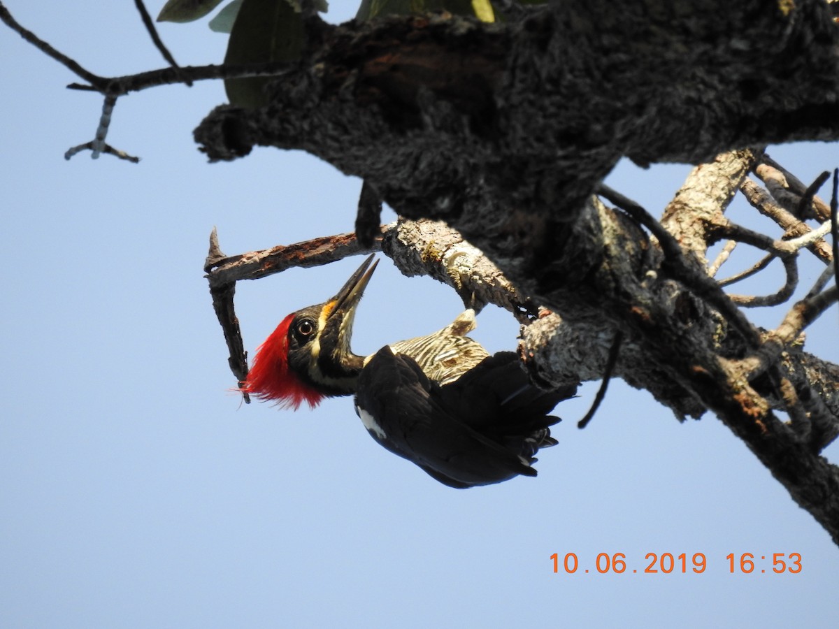 Lineated Woodpecker - Josué Peña - Jota Travels - Birding Tour