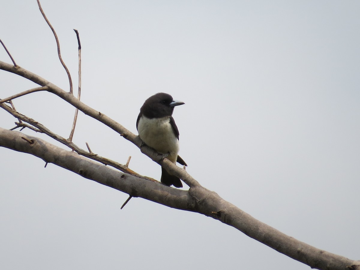 White-breasted Woodswallow - Doryce Wheeler