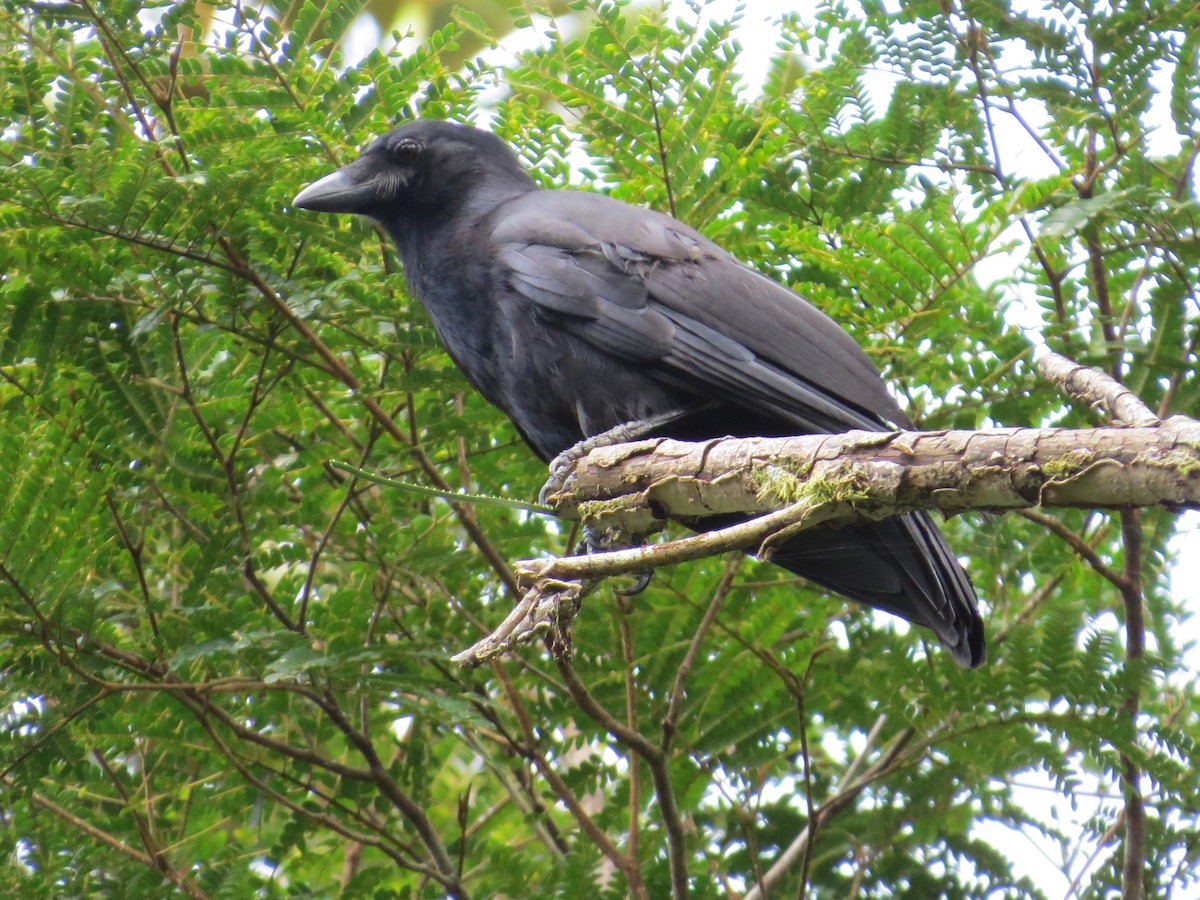 New Caledonian Crow - ML196674211